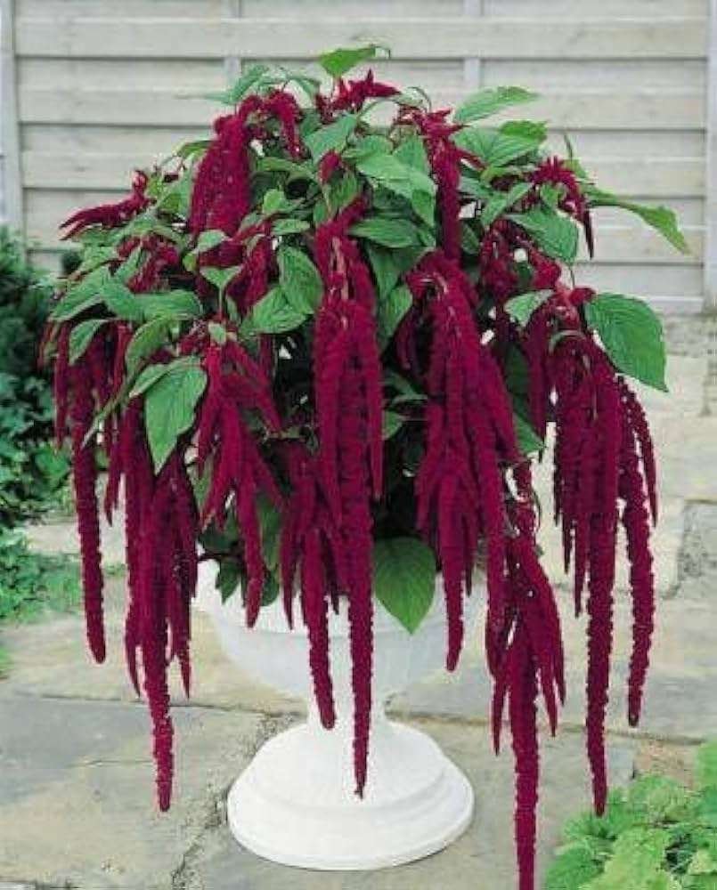 Love-Lies-Bleeding (Amaranthus caudatus)